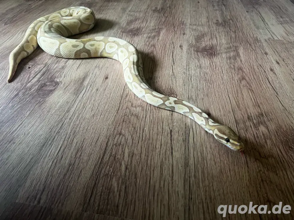 Banana 66% Het Pied 0.1 Königspython