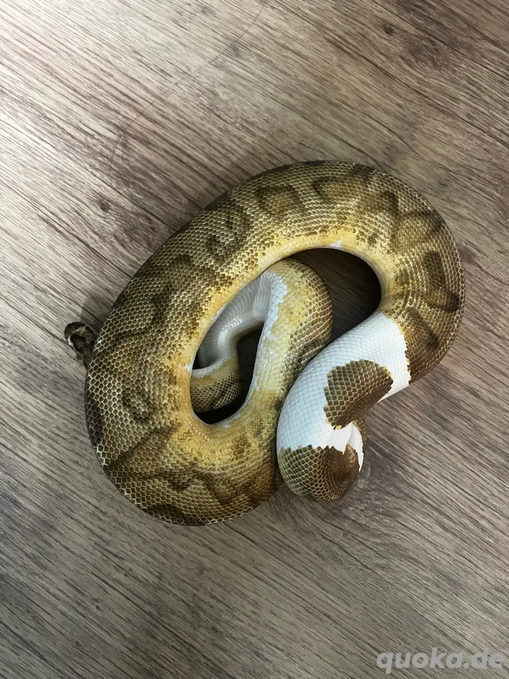 Enchi Clown Pied 1.0 königspython 