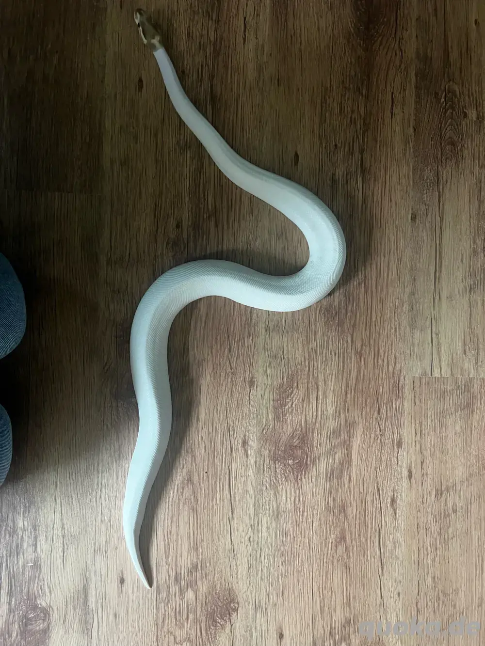 Fire Pied het Clown 0.1 Königspython 