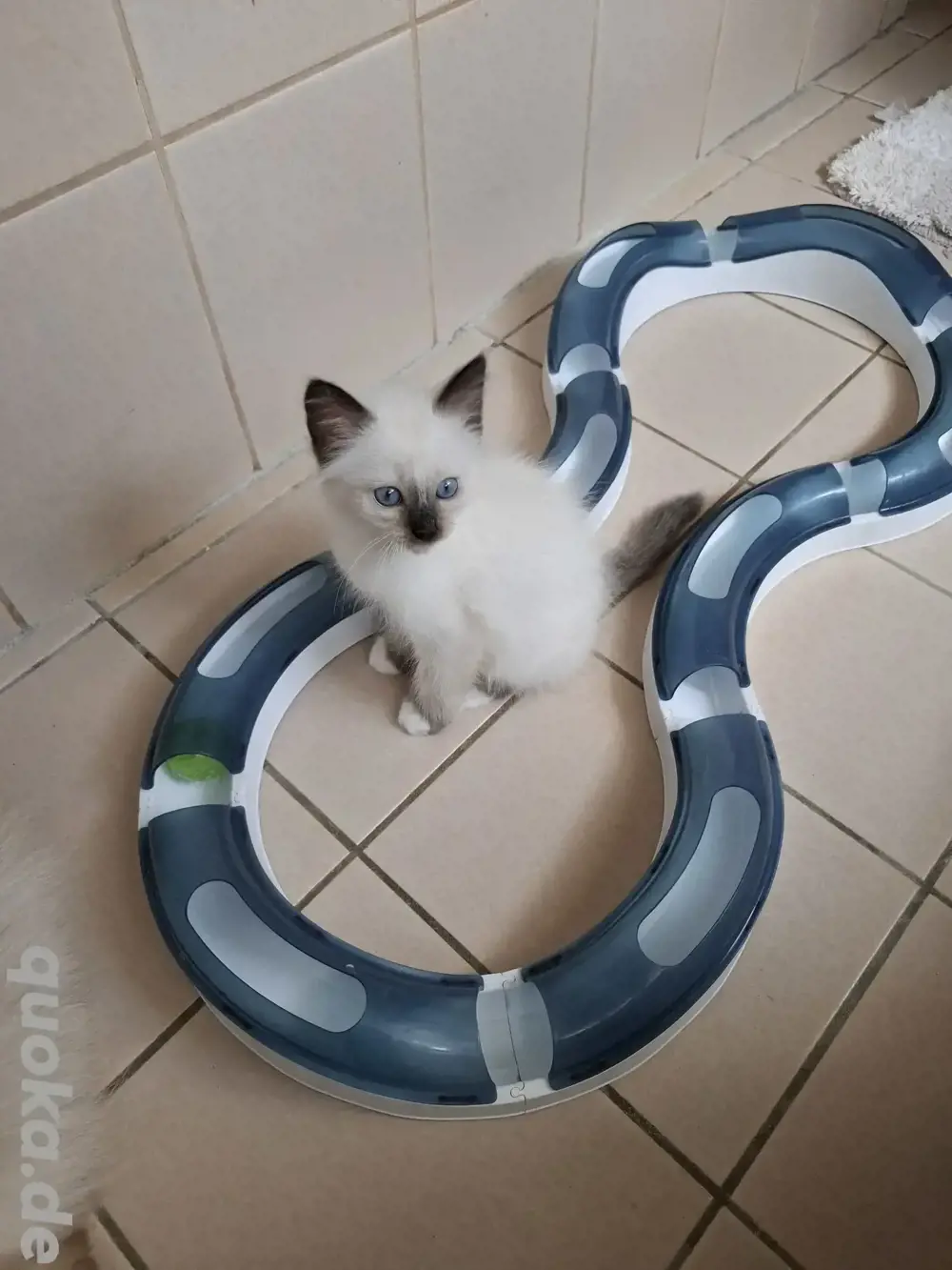 Heilige Birma, Katzenbabys!!    