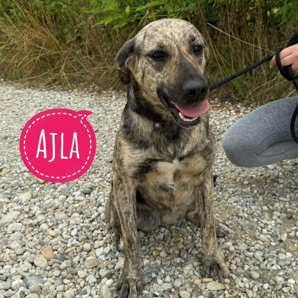 Ajla, liebe und wunderschön gezeichnete Mischlingshündin, Majorero Canario Bardino-Schäferhund
