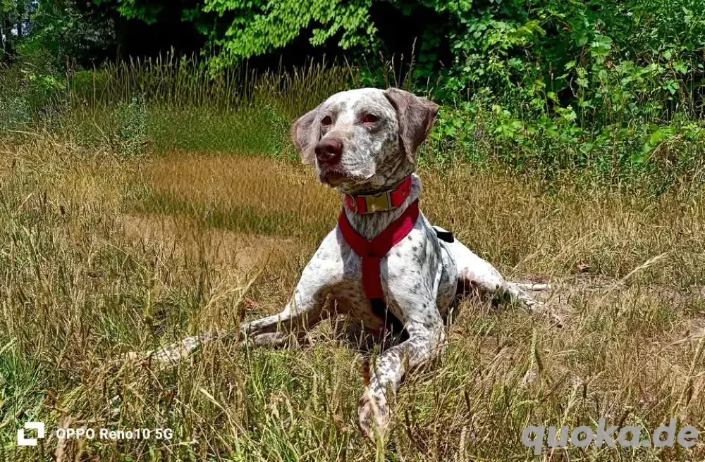 ELOISE    eine sanfte Prinzessin auf der Suche 