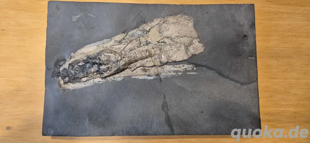 Versteinerung Tintenfisch Loligosepia spez.Lias E Auf Schieferplatte ca27x17x2 cm