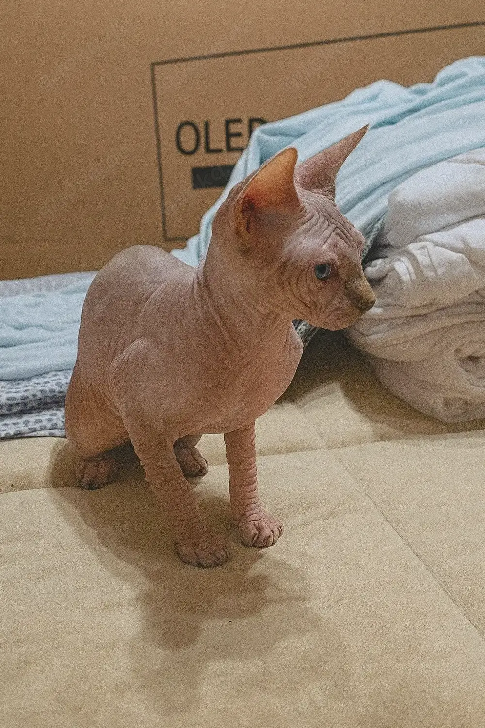Reinrassige Canadian Sphynx Kitten   entwurmt, geimpft & gechippt