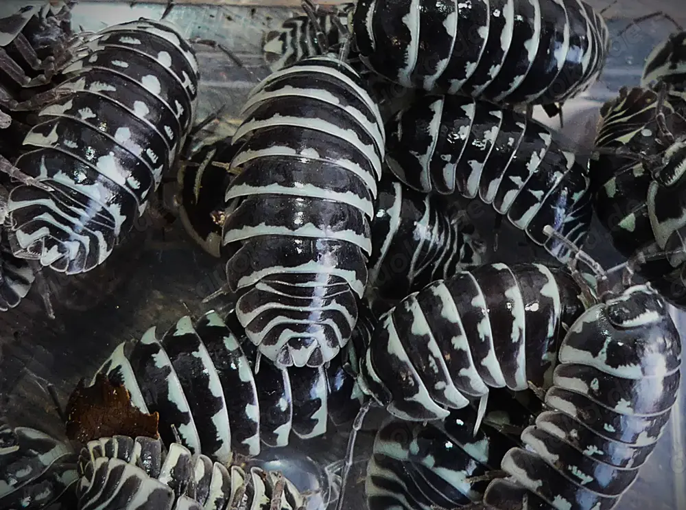 12 Zebrarollasseln Armadillidium maculatum   Isopod
