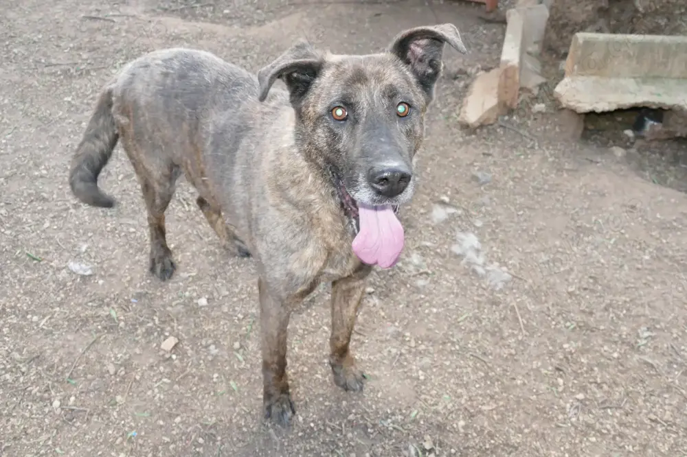 Mischlingsrüde Tigro sucht Zuhause