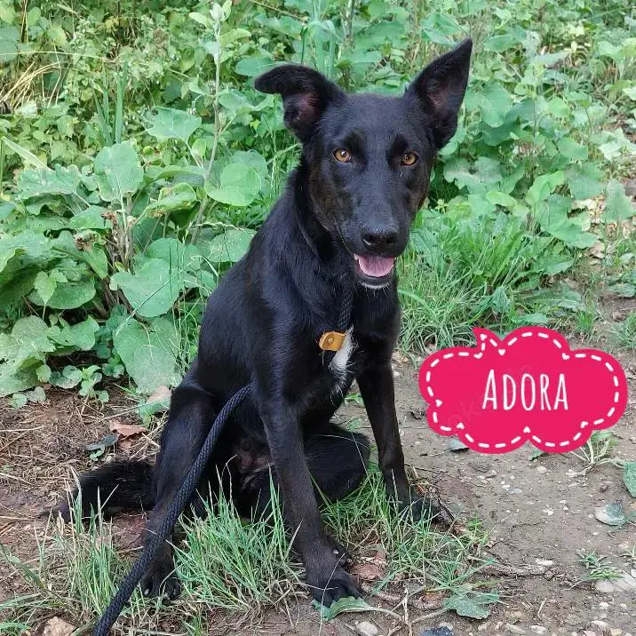 Adora, verschmuste und fröhliche Hündin, Labrador Podenko Mix