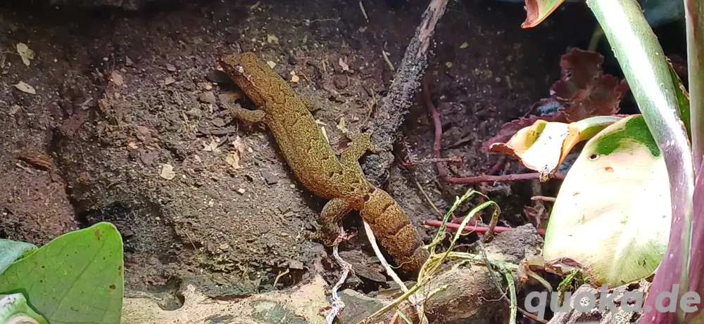 Jungferngeckos (Lygodactylus lugubris)