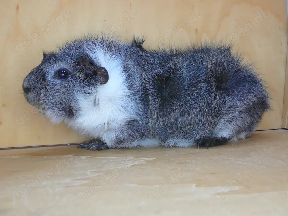 Meerschweinchen Rosetten, Weibchen und Kastrate