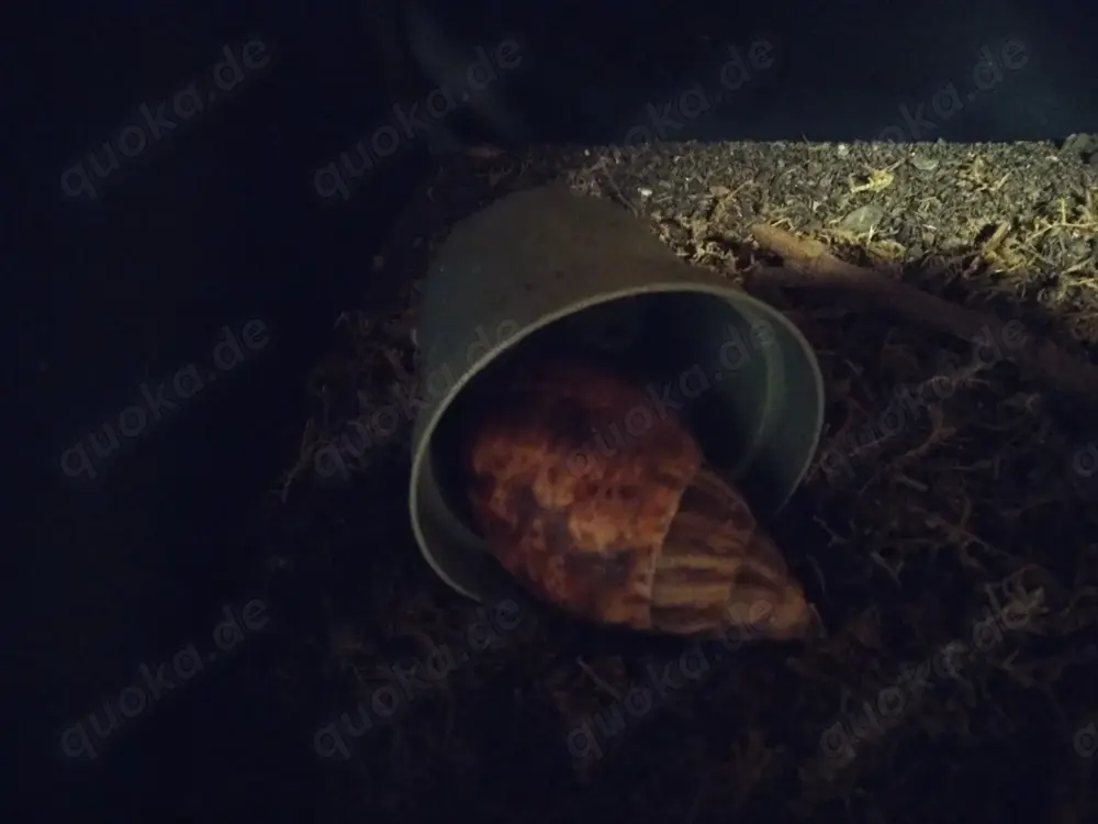 Archachatina marginatas afrikanische Riesenschnecken 
