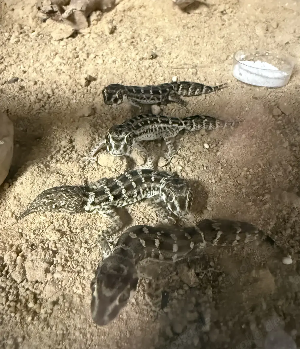 Hemidactylus imbricatus Rübenschwanz Viperngecko