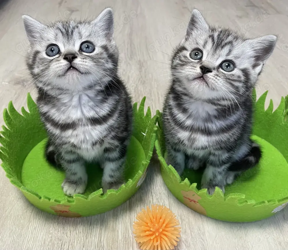 Bezaubernde bkh Kitten black silver tabby classic mit Papiere, absolut exklusiv 