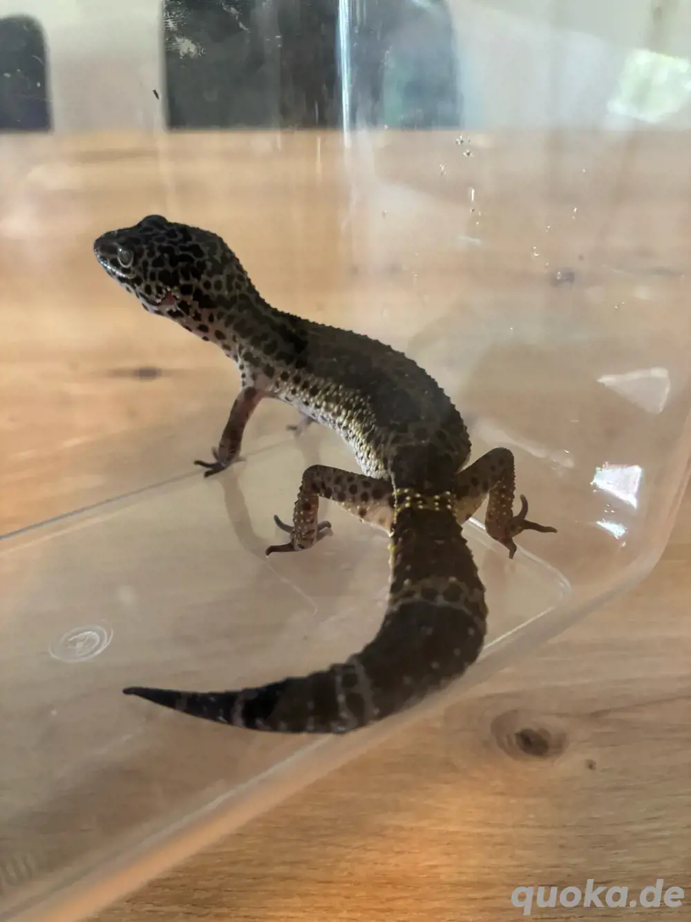 leopardgecko natur  blacknight 