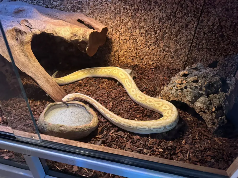 Python regius Banana Pewter Mojave 0.1 in Waiblingen - Reptilien ...