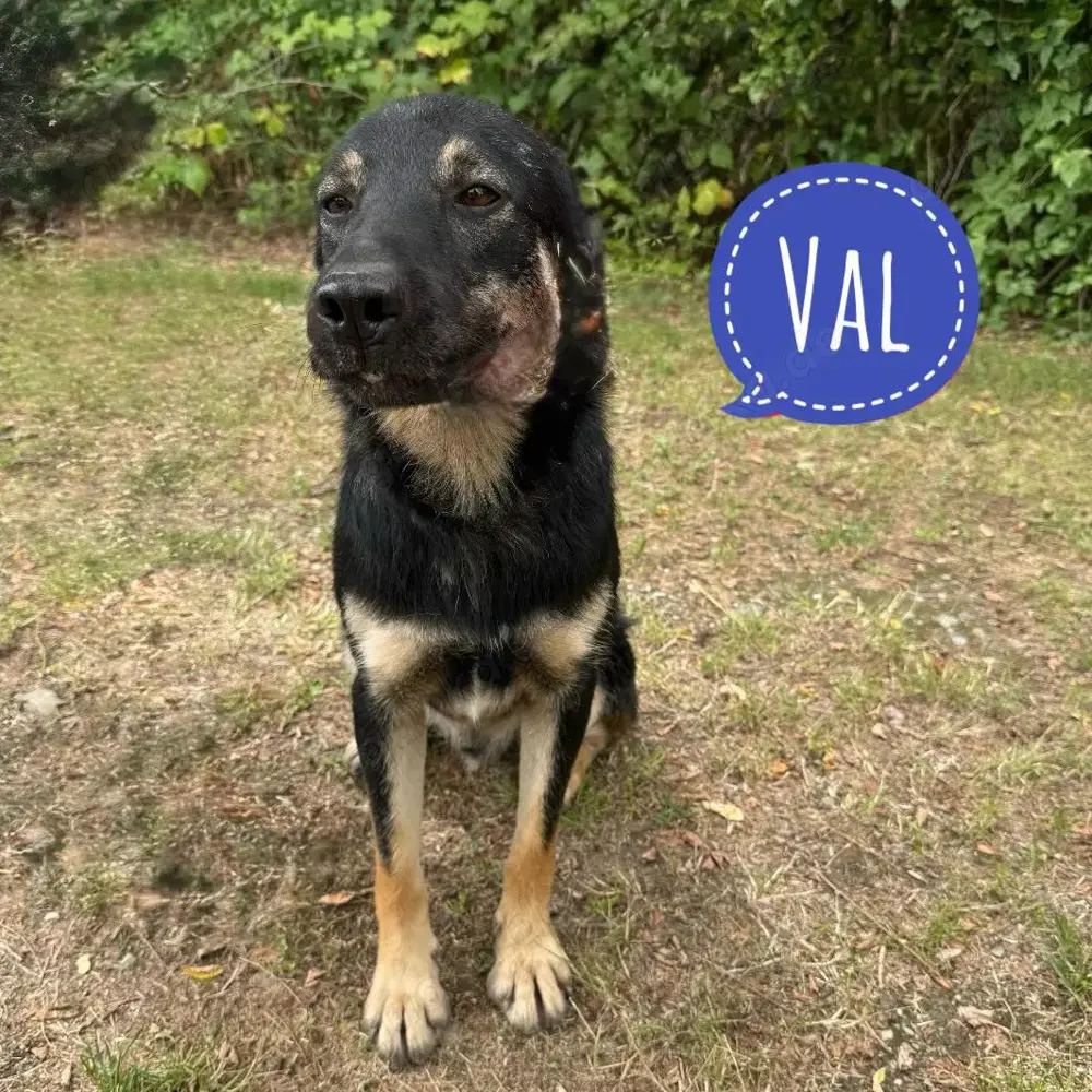Val, lieber und wunderschöner Hovawart   Schäferhund Mischlingsrüde