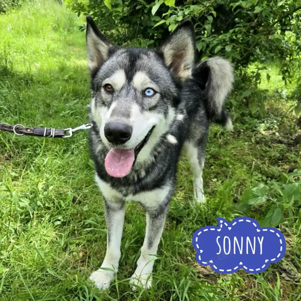 Sonny, junger und hübscher Siberian Husky Rüde