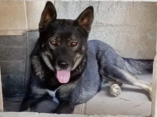 Ryuk sucht sein Zuhause (noch auf Sardinien)