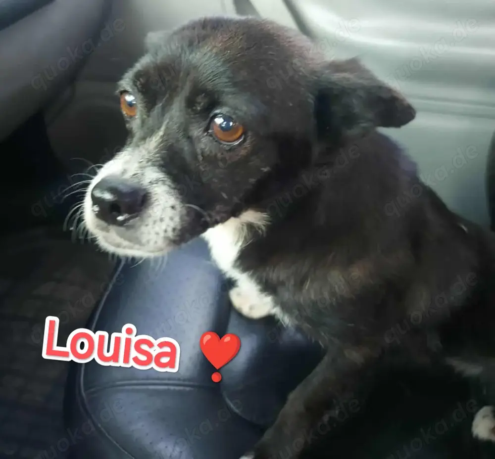 Louisa sehnt sich nach einem richtigen Zuhause