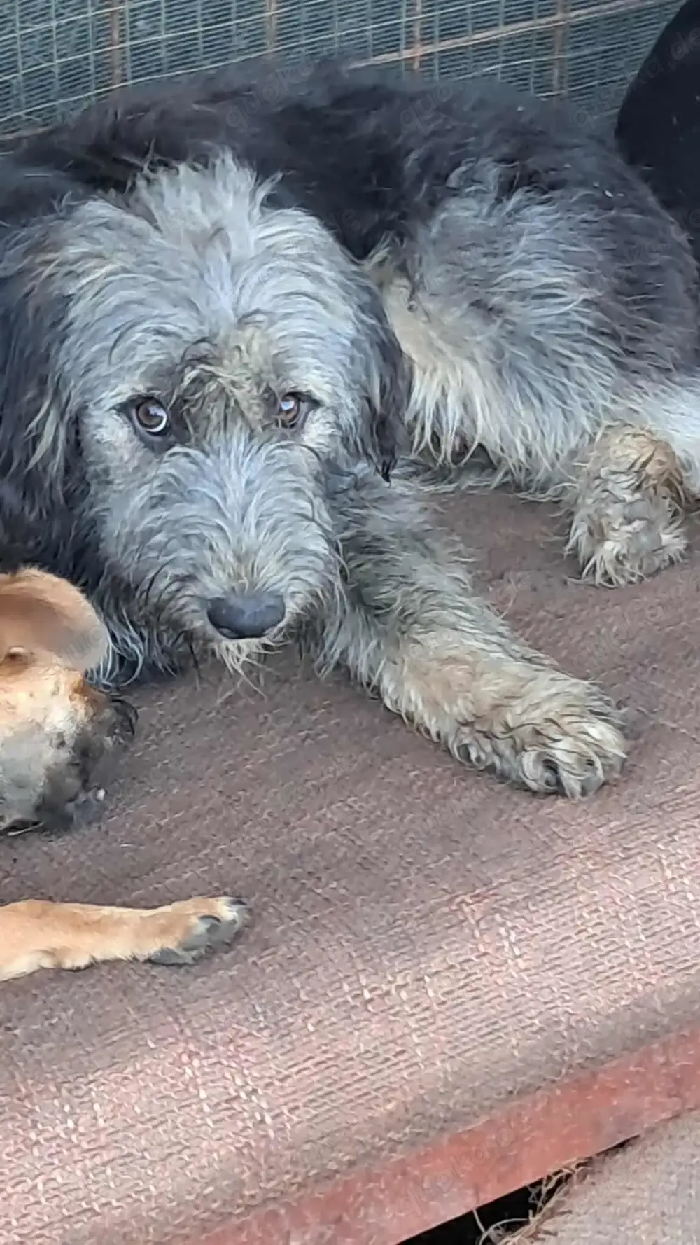 Zabou-Wuschel mit Herz