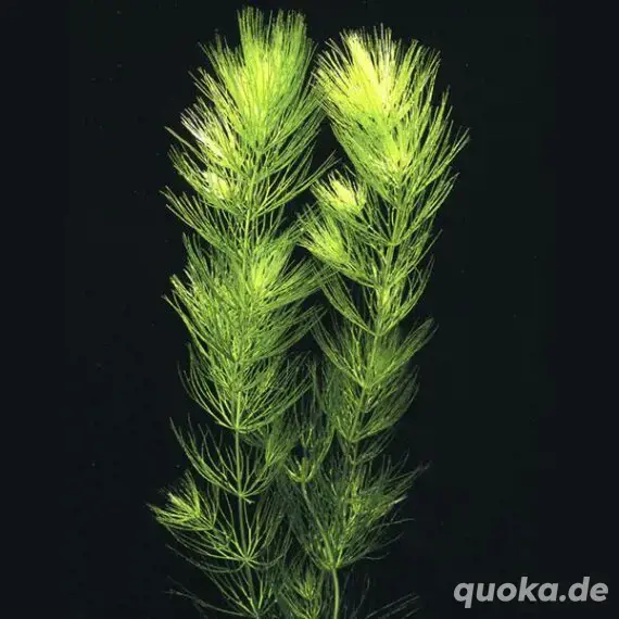 Teichwanne gesucht!! Hornkraut - Ceratophyllum demersum