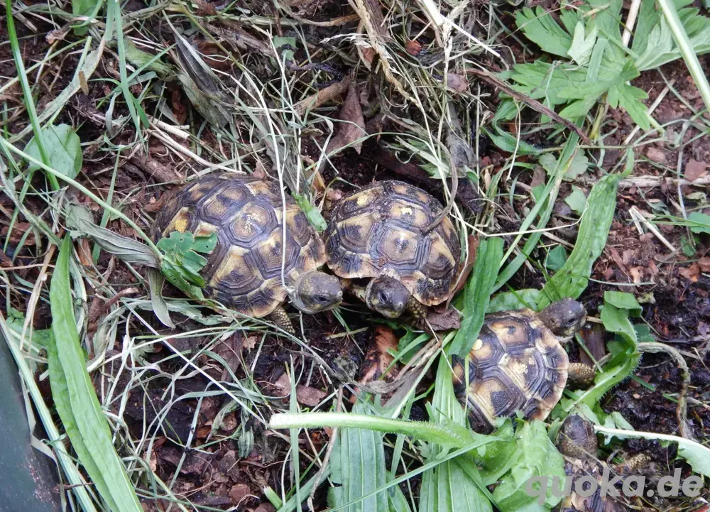 Landschildkröten - T.h.hermanni - Mallorca NZ 2024 und 2025