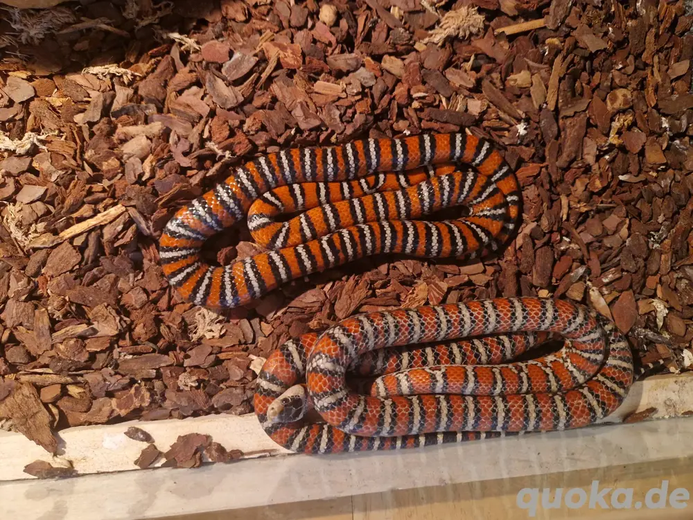 Lampropeltis knoblochi Königsnatter 