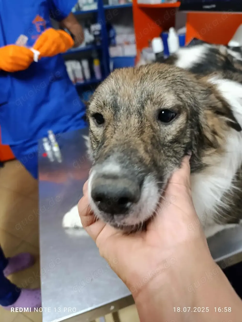 Cecil - schenkst du ihr ein Zuhause für immer?