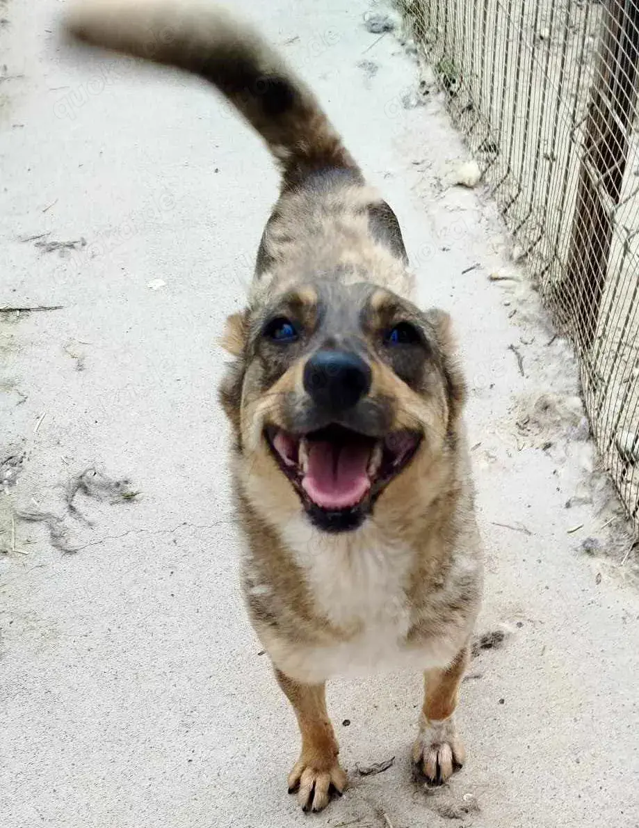 Susi - liebevolle Schmuserin