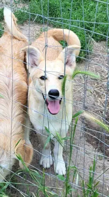 LENNI - bringt Lebensfreude ins Haus (wartet noch in Rumänien)