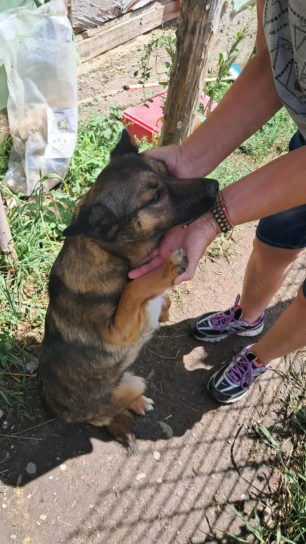 Süße Zoey sucht Zuhause!