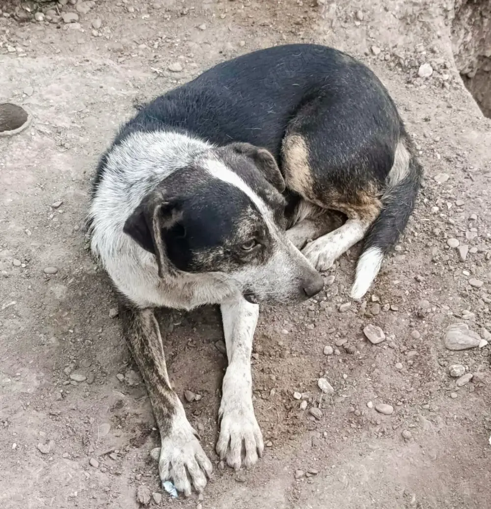 Judy braucht ein Zuhause für immer
