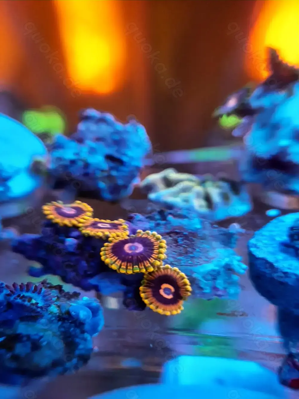 Zoa Mind Trick