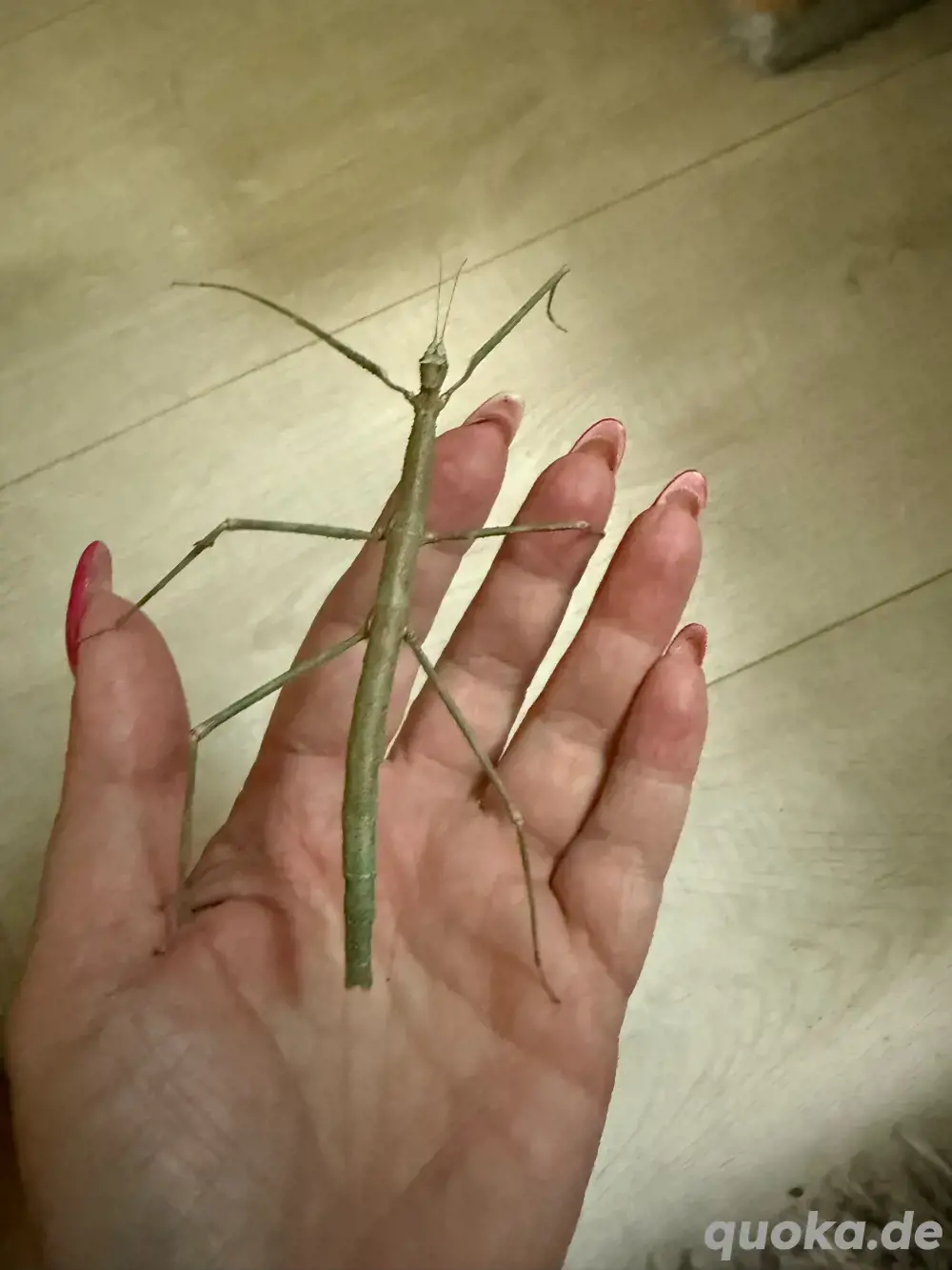 Grüne Vietnam Stabschrecke , Ramulus artemis