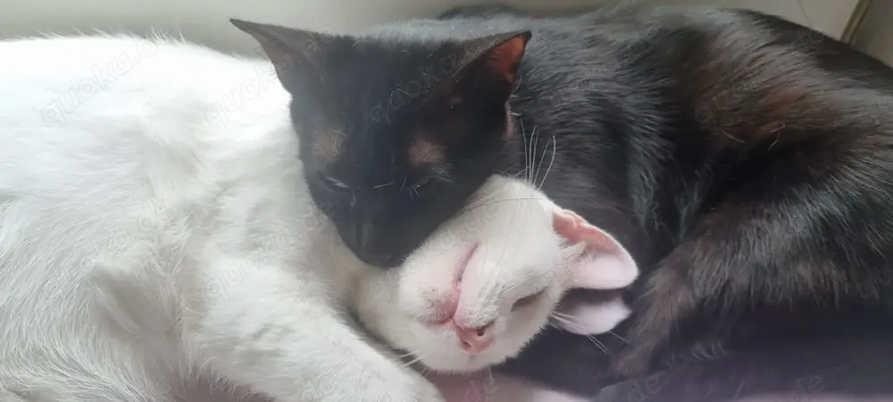 Zwei besondere Katzen suchen ihr Für-immer-Zuhause   Elba & Ferrara