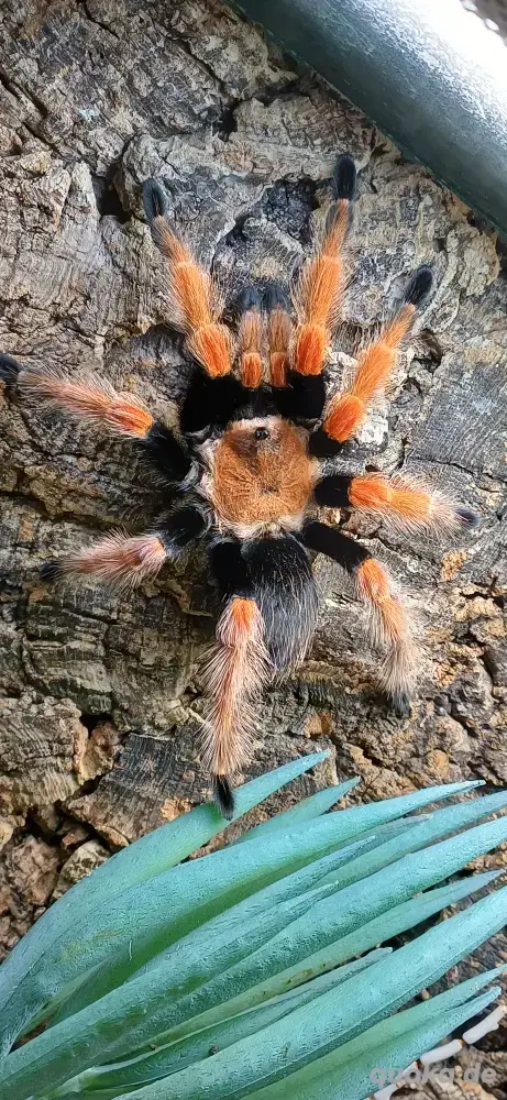 Brachypelma bohemii (adult)