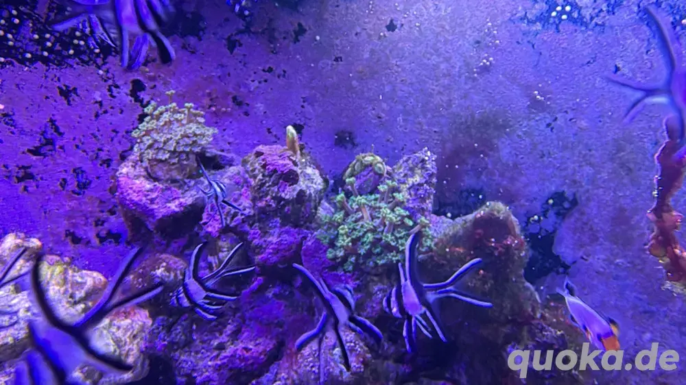 banggai kardinalbarsch nachzucht meerwasser 