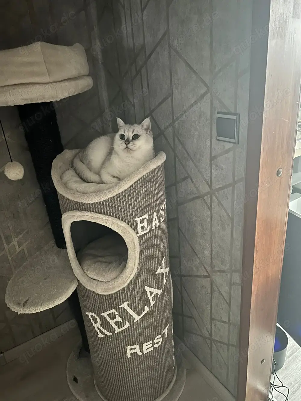 Britisch Kurzhaar Silver Chinchilla Kater 