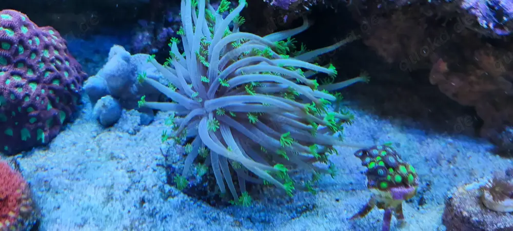 Alveopora grün Koralle Ableger 