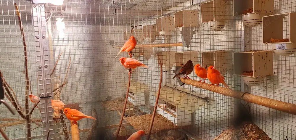 Sehr Farblich Intensive Kanarienvögel Hähne 