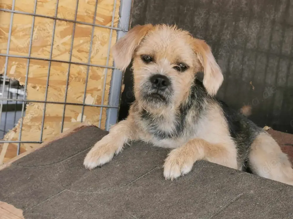 Rüde 107407 sucht seine Menschen