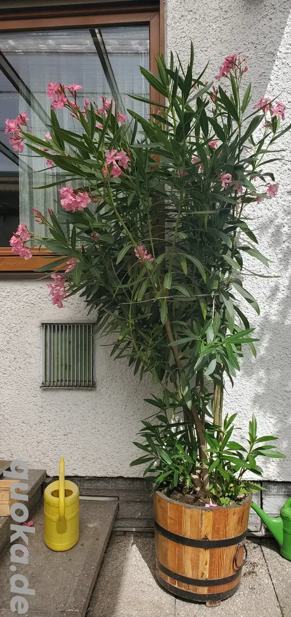 Oleander rosa blühend