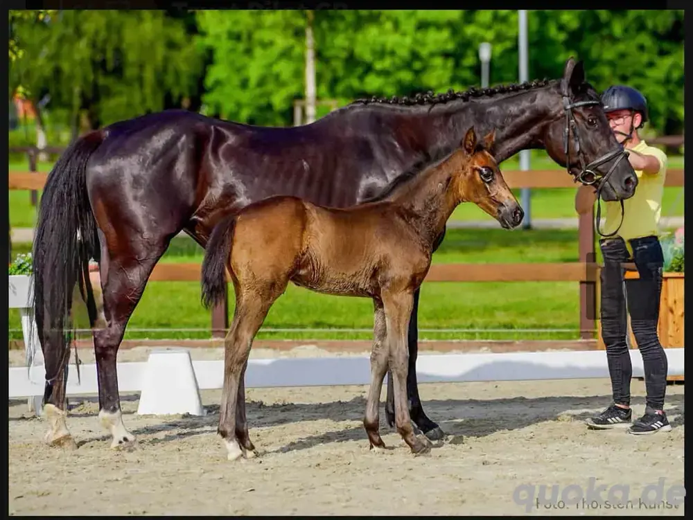 bewegungsstarkes Rapp- Hengstfohlen