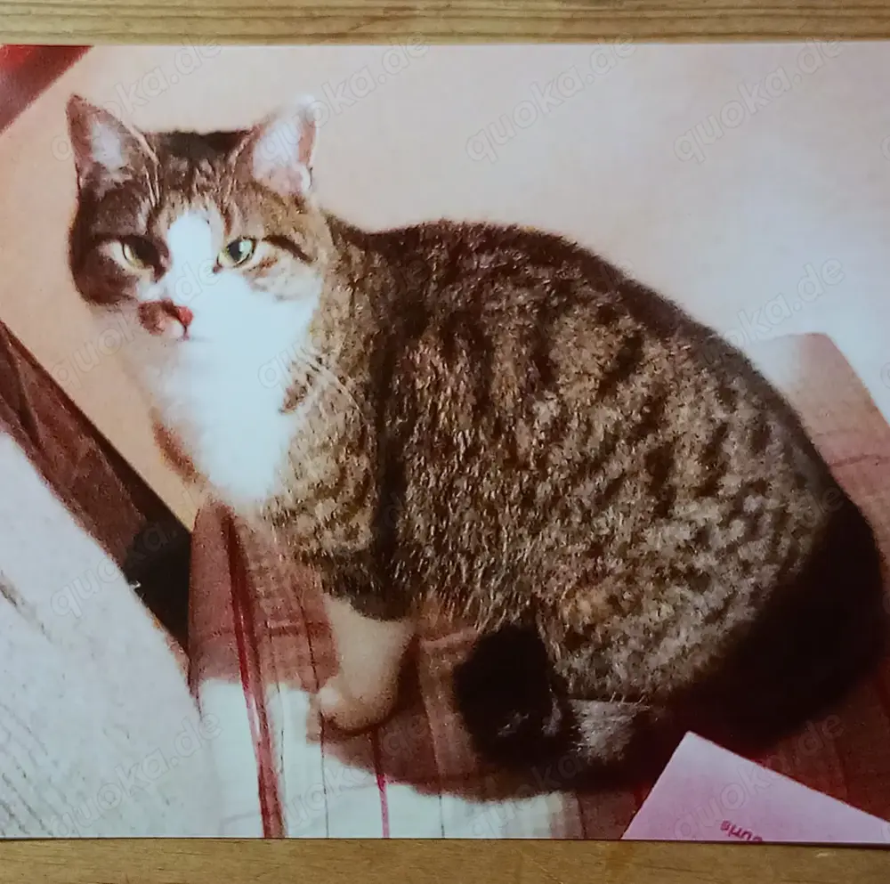 Katze entlaufen in Plz 88161