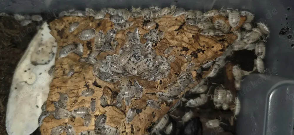 Porcellio laevis "Panda Asseln"