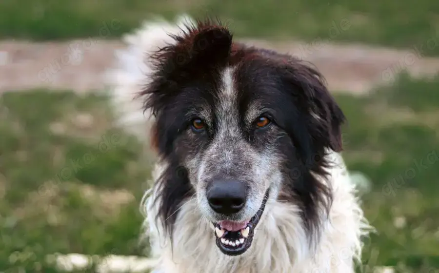 Liebenswerter Balu mit dem frechen Stehohr