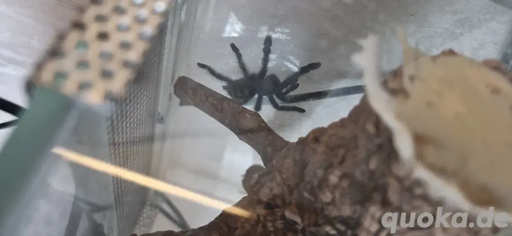 Caribena Versicolor inkl Terrarium