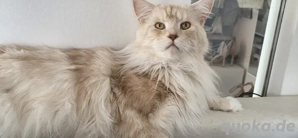 Maine Coon Deckkater sucht Katzendame 