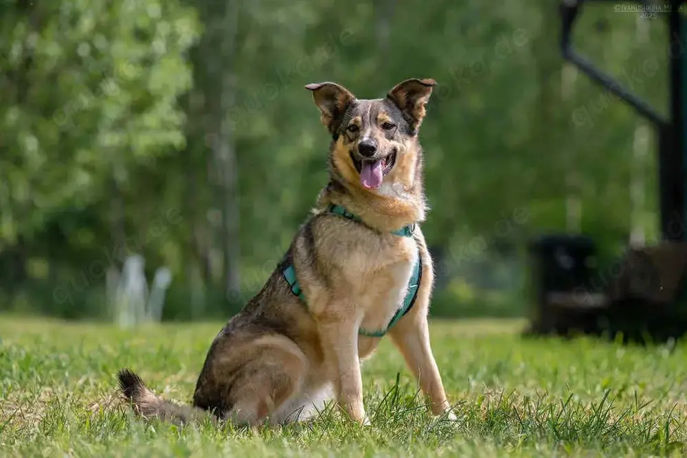 Süße Najda sucht liebevolles Zuhause
