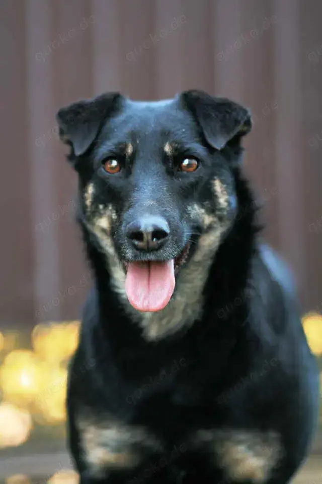 Liebe Lana sucht ein neues Zuhause