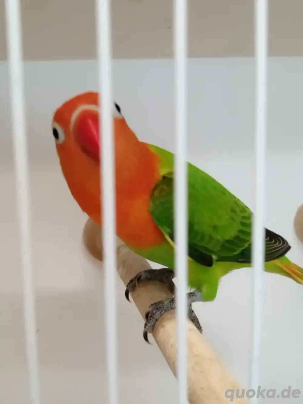 Gebe schöne junge Pfirschköpfchen ab